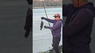 blackfish fishing  cape cod canal [upl. by Ijat562]