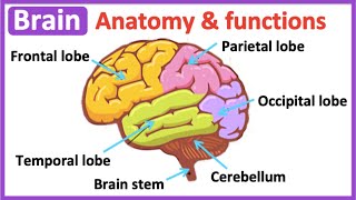 Brain anatomy amp function 🧠 Easy science learning video [upl. by Ayhay]