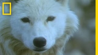 Musk Ox vs Wolves  National Geographic [upl. by Rabbi]