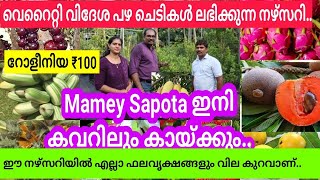 കവറിൽ കായ്ച്ച് നിൽക്കുന്ന Mamey Sapota മുതൽ എല്ലാ വിദേശ ഫലവൃക്ഷങ്ങളും വിലക്കുറവിൽ ലഭിക്കുന്ന നഴ്സറി [upl. by Ilse541]