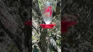 Hummingbirds visiting Rockport 💕🌸🕊️ hummingbirds rockport [upl. by Enibas]