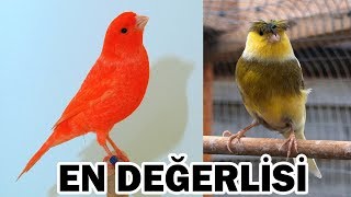 EN DEĞERLİ 10 KANARYA IRKI [upl. by Acassej]