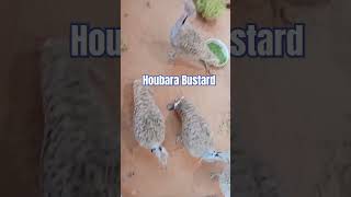 Houbara Bustard viralshort funny fun [upl. by Ahtnama387]