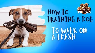 How To Train a Dog to walk on a leash pettalk leashtraining dogowner [upl. by Tedman125]