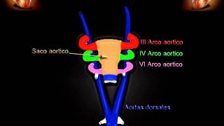 Embriologia de los arcos aórticos [upl. by Nide2]