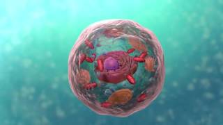 A Level Biology Topic 1 Cell Structure [upl. by Sixel]