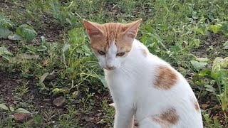 Full 2 dhamal comedy 🤣😝😂comedyvlogviralvideofunnyanimalscomedy [upl. by Amadus]