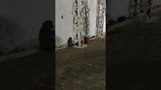 🐒 enjoying life monkeyvideo monkeybaby matavaishnodevi monkeylife [upl. by Aubarta116]