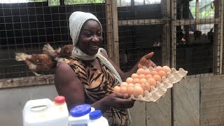 Poultry farming is profitable despite the high cost of feed [upl. by Oiralih362]