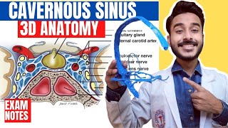 Cavernous Sinus Anatomy 3D  relations of cavernous sinus  tributaries of cavernous sinus anatomy [upl. by Ilojne]