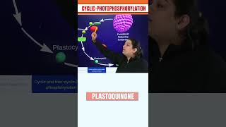 Cyclic photophosphorylation in detail 3danimation 3d neet science photosynthesis [upl. by Bopp967]