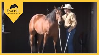 Parelli Natural Horse Training Tip  Standing to be Groomed [upl. by Kosiur]