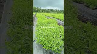 Organic Stevia Farm Video taken on 09 09 2024 swadeshifarmsherbals stevia steviafarming [upl. by Cutler]