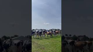 The sun is shining at Stranraer show [upl. by Ylrebmic]