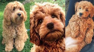 Cockapoo  Funny and Cute dog video compilation in 2022 [upl. by Yraccaz]