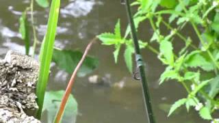 AMAZING CARP ACTION AT CLAVERHAMBURY [upl. by Arlynne]