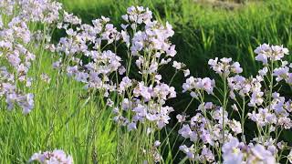 1 minuut natuur pinksterbloemen  cuckoo flowers  cresson des prés  WiesenSchaumkraut [upl. by Steffin]