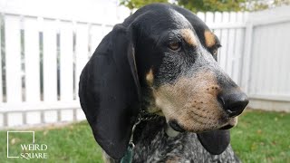 INTERESTING FACTS bluetick coonhound  a friendly breed but new owners should be [upl. by Odraode]