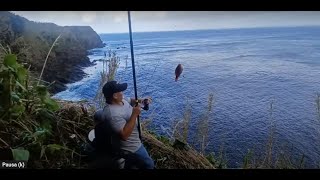 Rock fishing Parrotfish Sparisoma cretense  Pesca de Vejas Açores  Pesca viejas [upl. by Aihsenet]