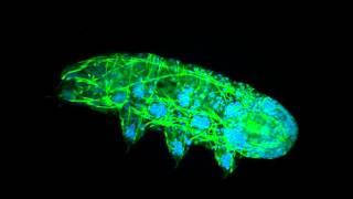 Tardigrade fluorescence microscopy [upl. by Adihahs492]