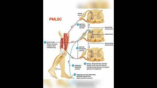 Ascending Interneuron Interneuron Descending Interneuron  PMLSC [upl. by Yekcim]