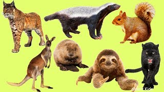 Los animales salvajes para niños  Aprender Animales salvajes  El Sonido de los Animales [upl. by Iarised426]