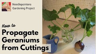 How to Propagate Geranium Plants from Cuttings [upl. by Sofko570]