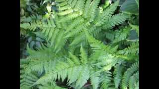 Spreading Wood Fern [upl. by Ecyar399]