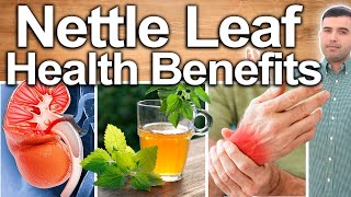 NETTLE LEAF HEALTH BENEFITS  Best Ways To Take Uses Side Effects And Contraindications [upl. by Okimuy]