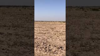 Houbra bustard hunting viralvideo birds [upl. by Nekcarb472]