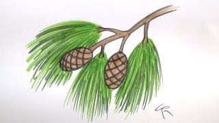 Learn How To Draw a Pine Branch Needles and Cones  iCanHazDraw [upl. by Enyedy]