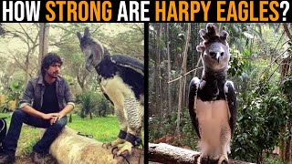 How STRONG is a Harpy Eagle [upl. by Cirted]