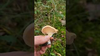 Où trouver des quotpieds de moutonsquot 🍄 champignons comestible nature forêts [upl. by Hirza]