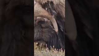 The strength of the musk ox AnimalsCuteAnimalsPetsofInstagramAnimalLoversWildlifeAnimalVideos [upl. by Shippee]