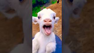 Cute Goat Kid Calling Mama♥️👌 viralshorts kids [upl. by Poore]