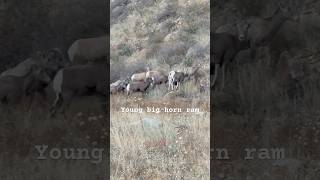 Big horn ram with ewes wildlife [upl. by Roselle54]