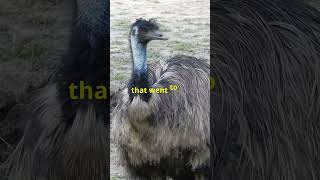 Why These Birds Dont Fly Fascinating Facts About Ostriches Emus and Cassowaries flightlessbirds [upl. by Niwroc]