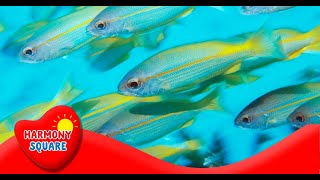 What is Bioaccumulation  More Science on the Learning Videos Channel [upl. by Ednil]