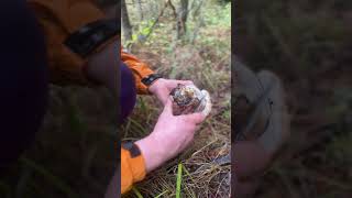 Foraging for mushrooms 🍄 in october2024 porcinimushrooms romania bolete белыегрибы steinpilz [upl. by Tdnarb]