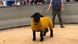 Lanark Suffolks sale 2024 Did we get any 👌 [upl. by Zamir]