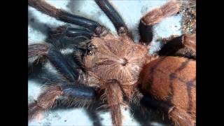 Tarantula Picture Collection Video 5 feat my own musictracks [upl. by Georgiana]