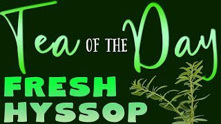 Tea of the Day 68  FRESH HYSSOP [upl. by Azalea321]