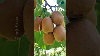 How to Grow KIWI Plants From Seed at Home 🥝 plants shorts farming [upl. by Evatsug244]