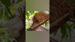 Wooden Trivet Tray Bird feeder [upl. by Livia]