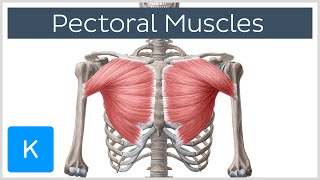 Pectoral Muscles Area Innervation amp Function  Human Anatomy  Kenhub [upl. by Juan]