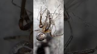 Missing Sector Orb Weaver Spider Kills Banded Mosquito spiders arachnids nature [upl. by Yecam]