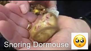 Snoring Dormouse [upl. by Norm]