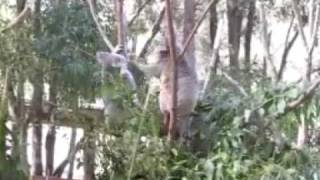 koalas mating 樹熊 [upl. by Keram500]