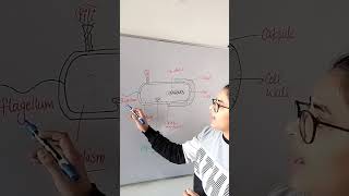 Structure of bacteria 🦠 biology youtube youtubeshorts science neet new quickbio boardexam [upl. by Hyrup]