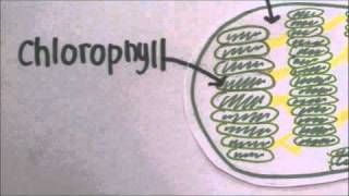 Chloroplasts amp Photosynthesis In Plain English [upl. by Aihtenyc]